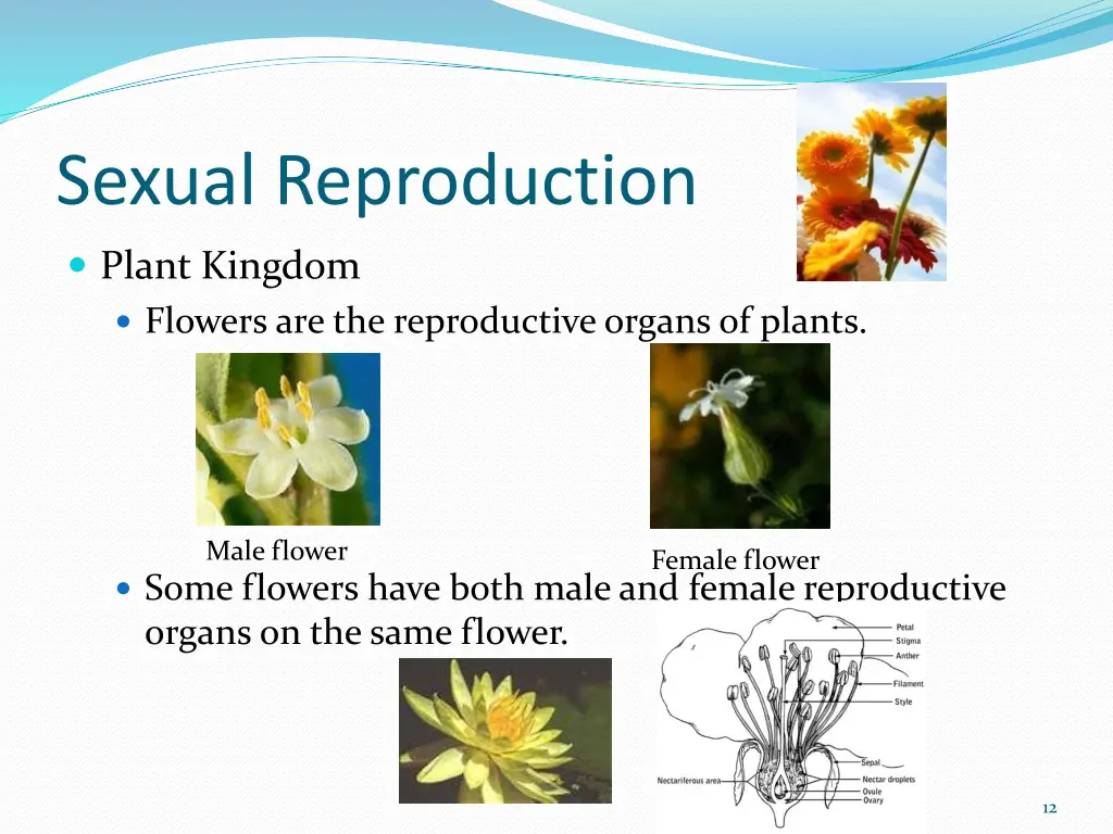 sexual reproduction 2