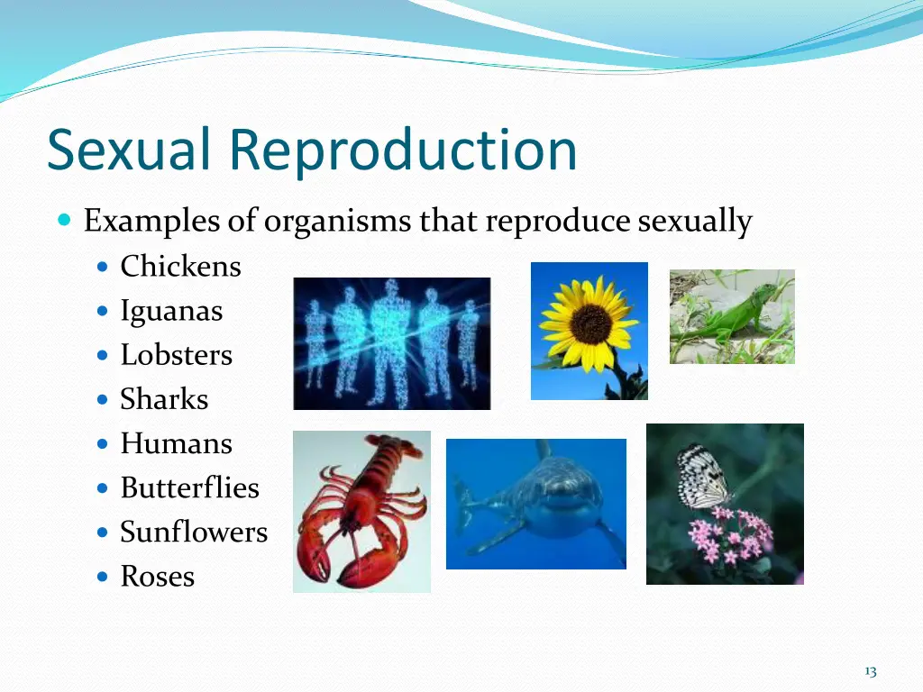 sexual reproduction 3