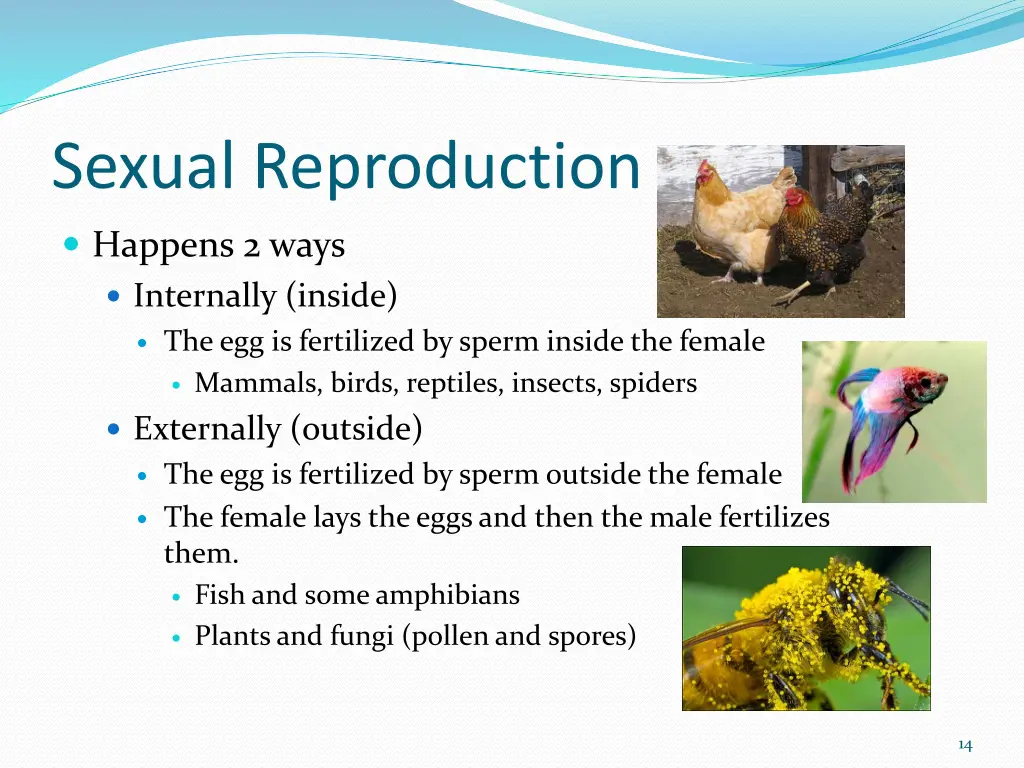 sexual reproduction 4