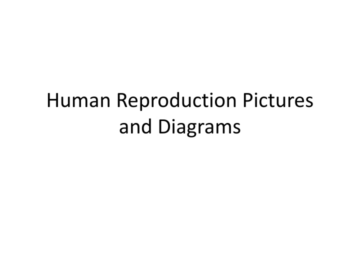 human reproduction pictures and diagrams