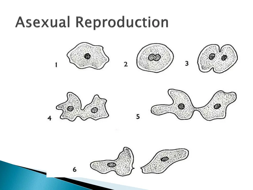 amoeba reproduction