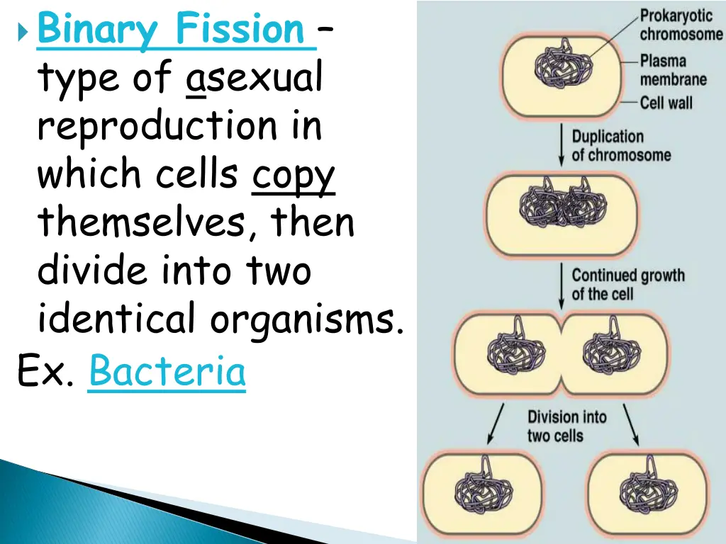 binary fission type of asexual reproduction