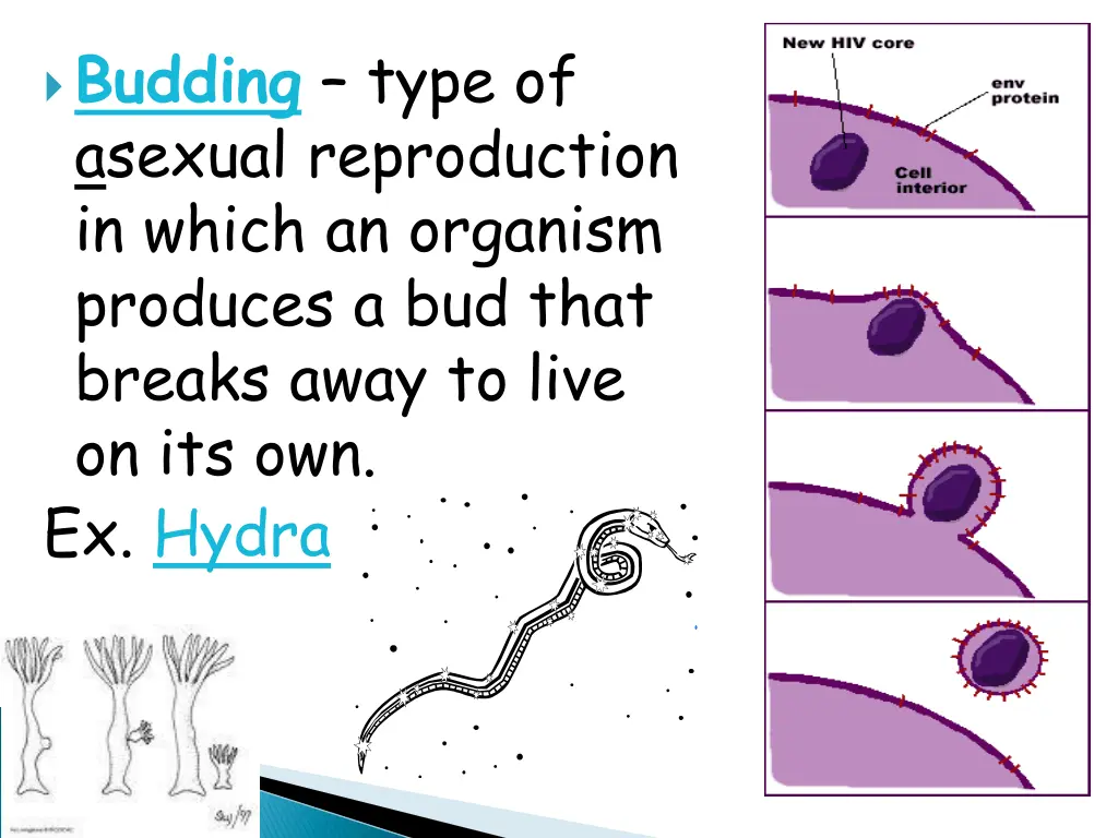 budding type of asexual reproduction in which