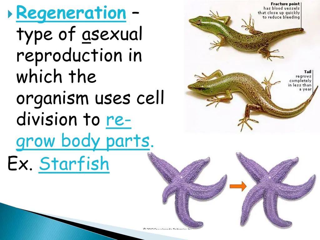 regeneration type of asexual reproduction