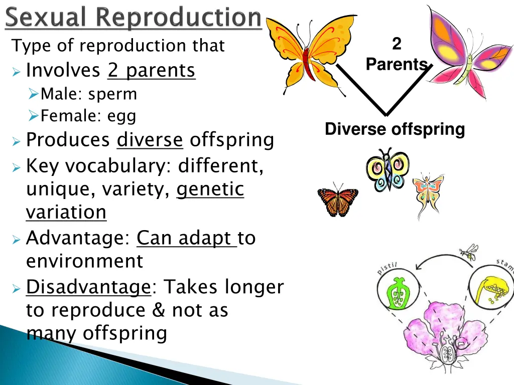 type of reproduction that involves 2 parents male