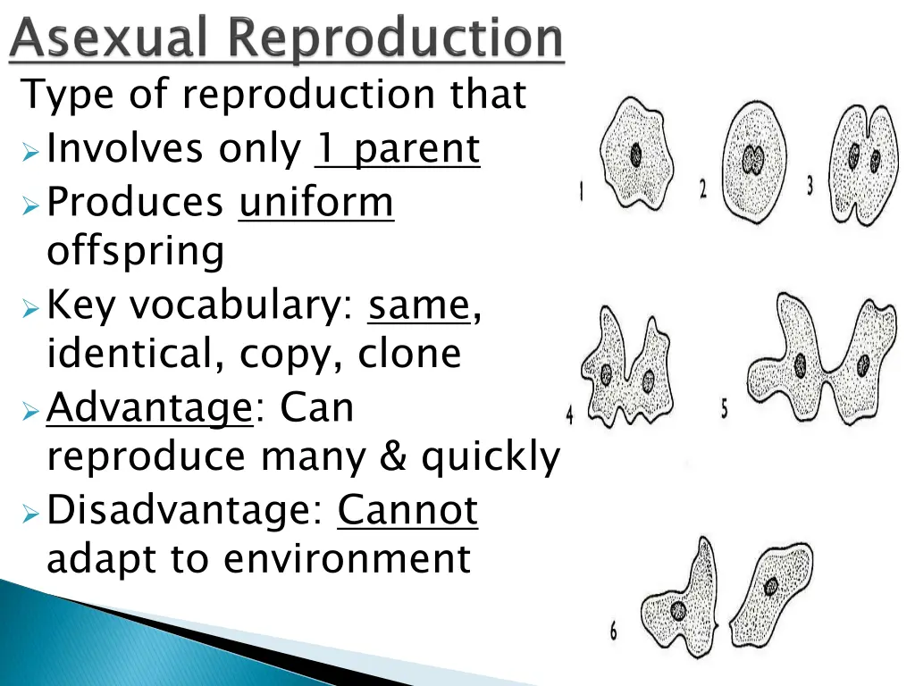 type of reproduction that involves only 1 parent