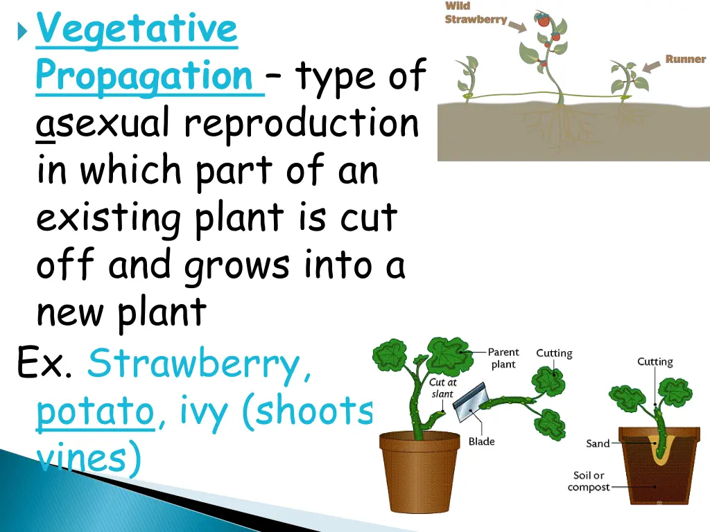 vegetative propagation type of asexual