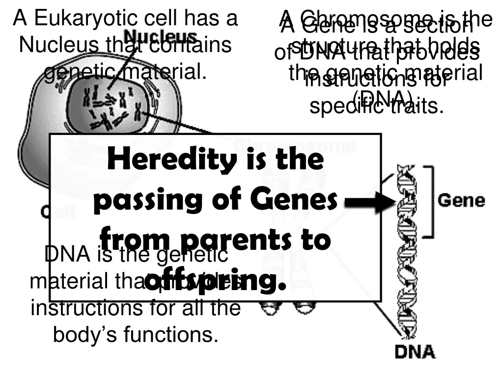 a eukaryotic cell has a nucleus that contains