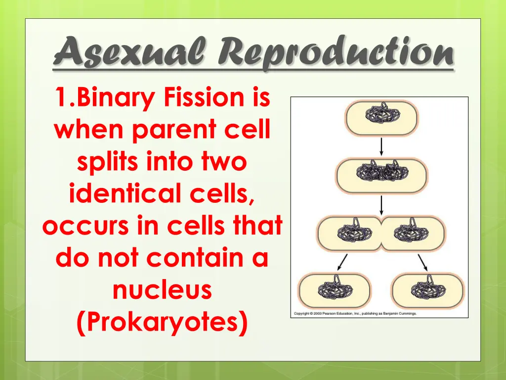 asexual reproduction 2