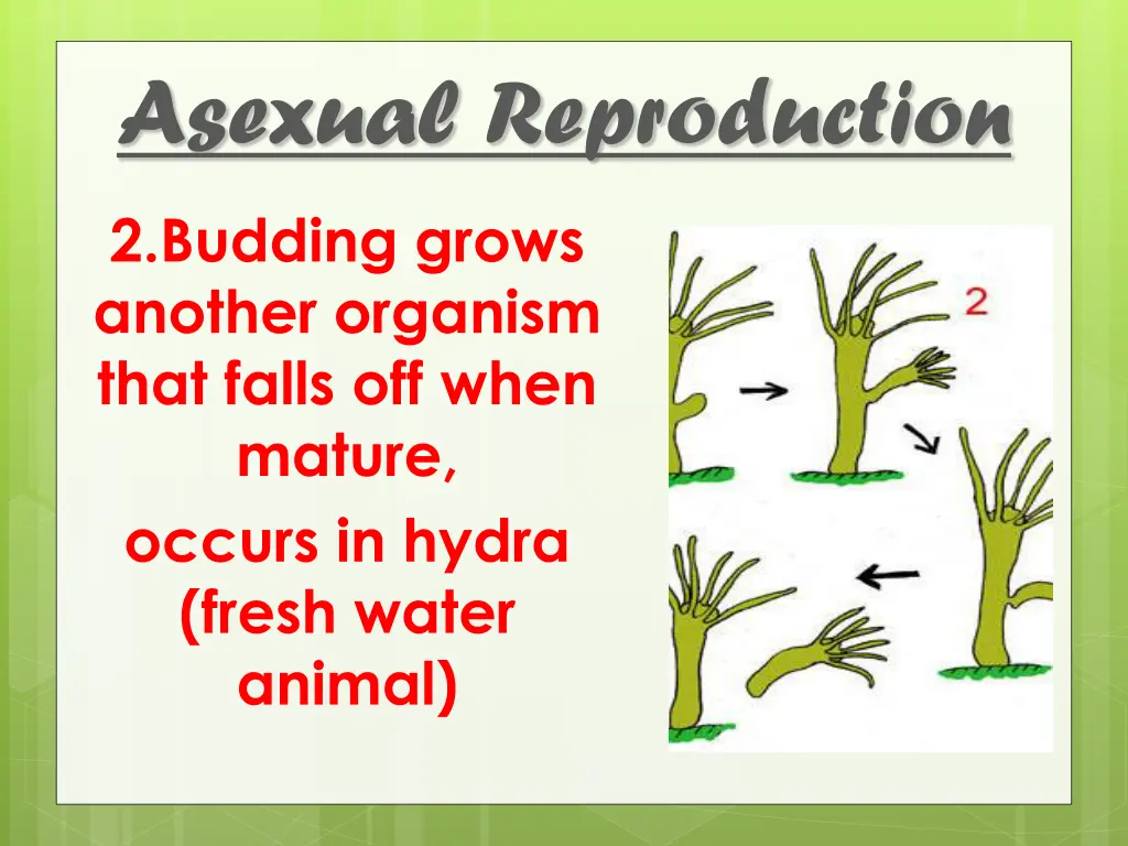 asexual reproduction 3