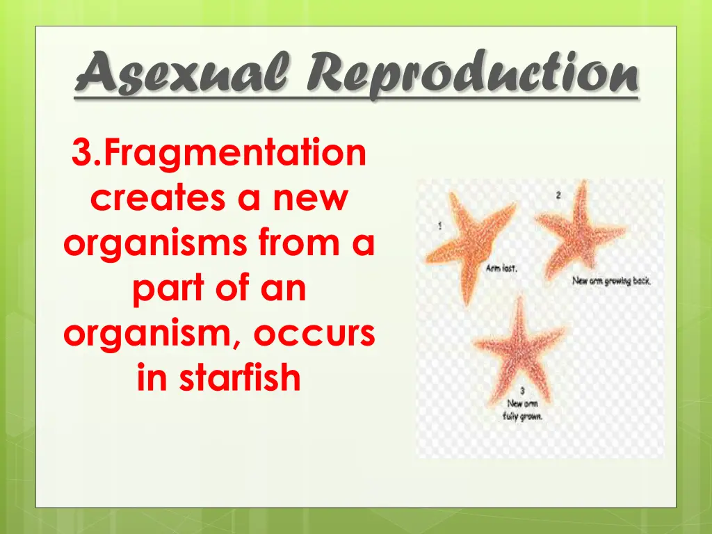 asexual reproduction 4