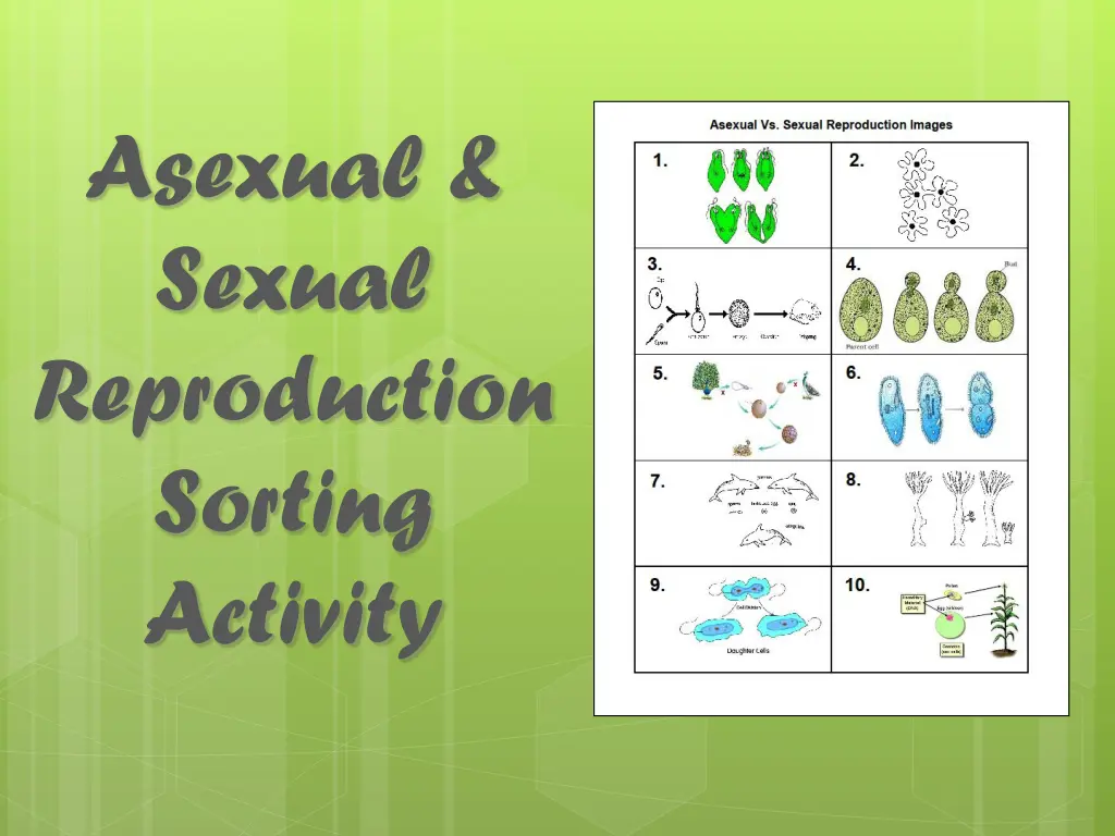 asexual sexual reproduction sorting activity