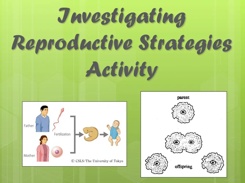 investigating reproductive strategies activity