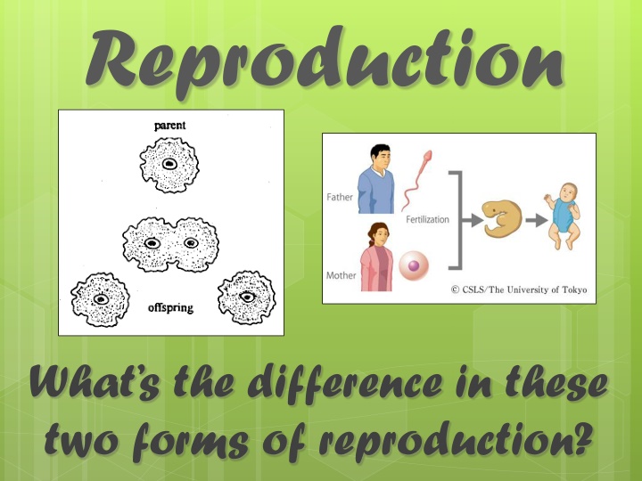 reproduction