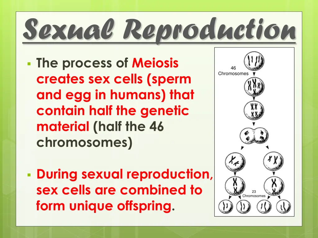 sexual reproduction 4