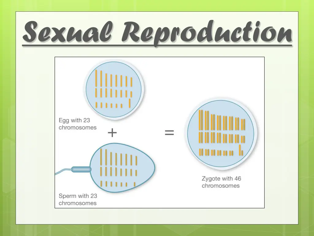 sexual reproduction 5