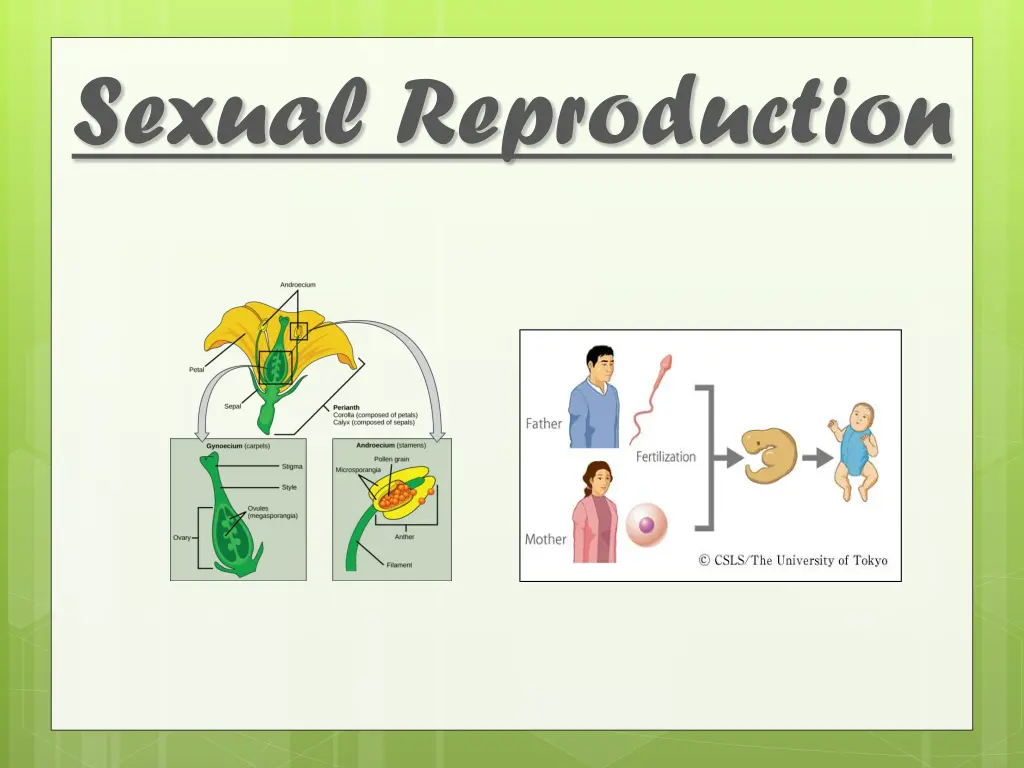 sexual reproduction