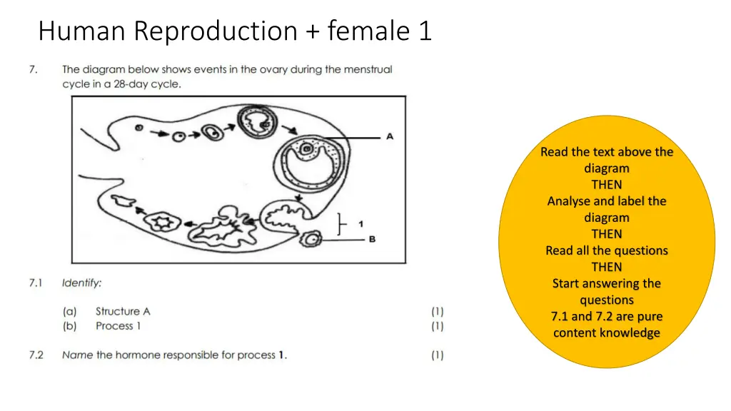 human reproduction female 1