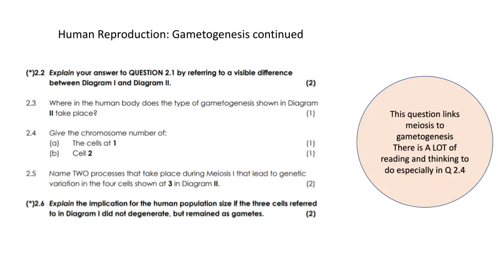 human reproduction gametogenesis continued