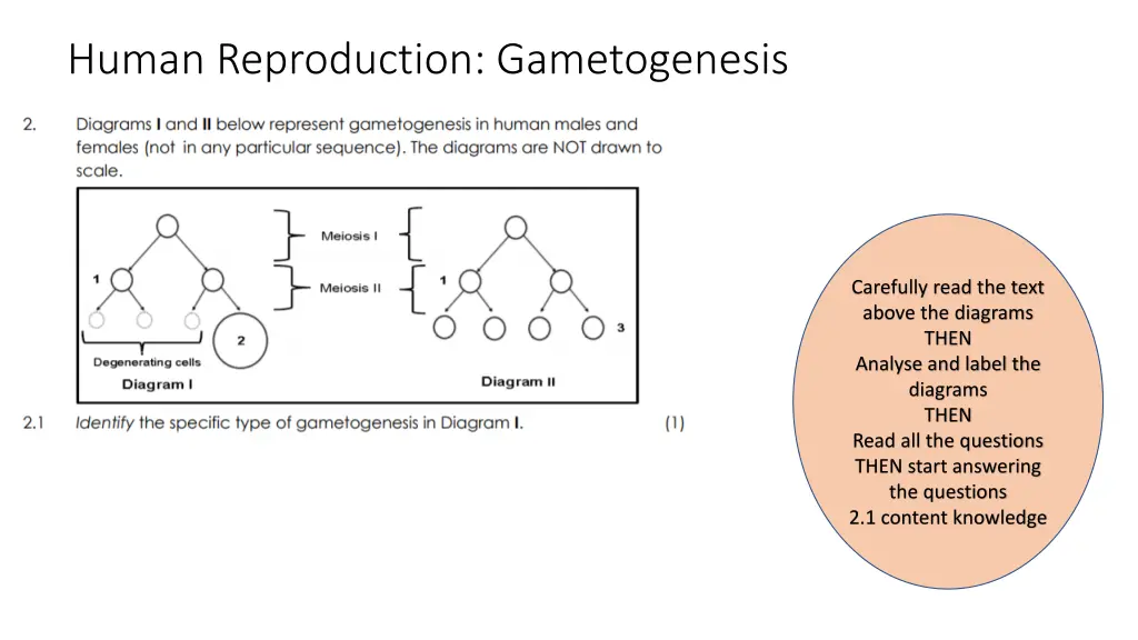 human reproduction gametogenesis