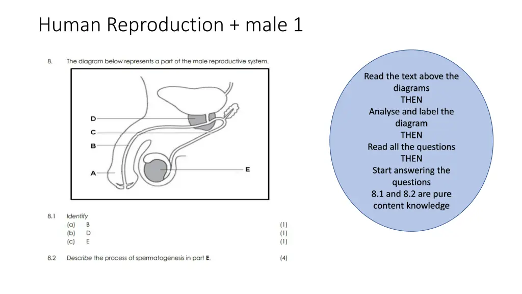 human reproduction male 1