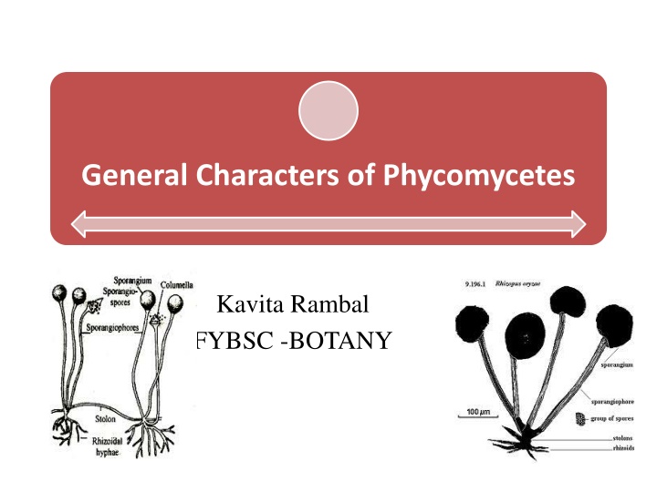 general characters of phycomycetes