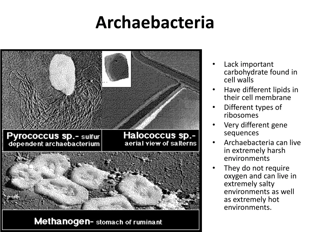 archaebacteria