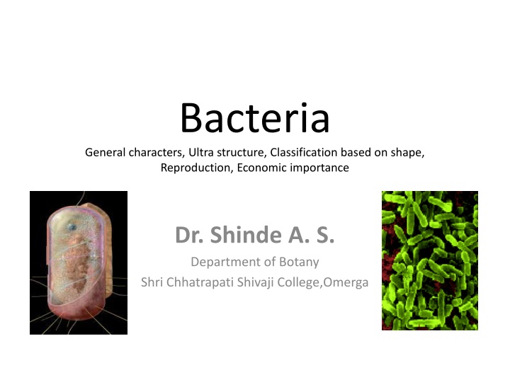 bacteria