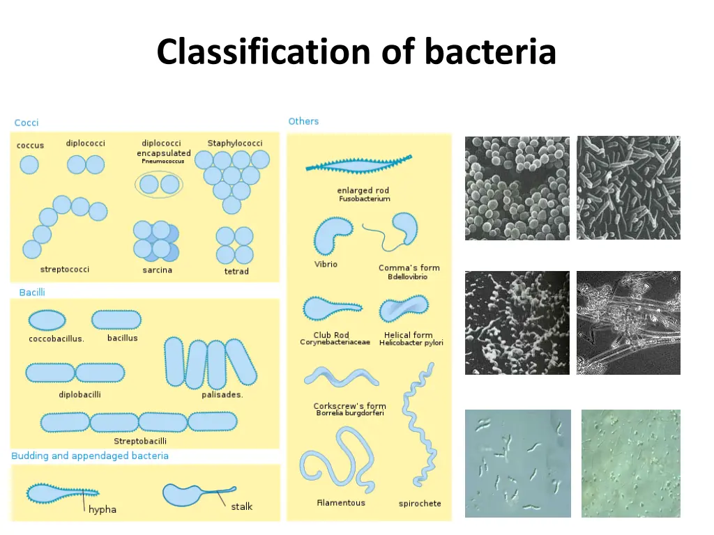 classification of bacteria