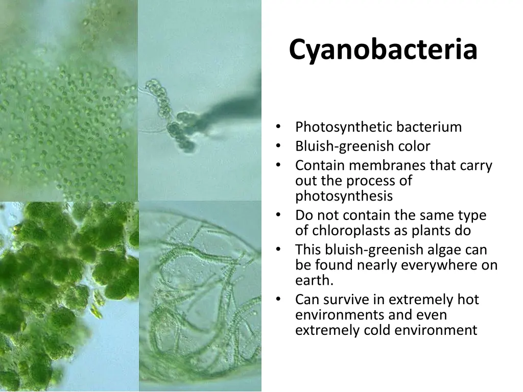 cyanobacteria