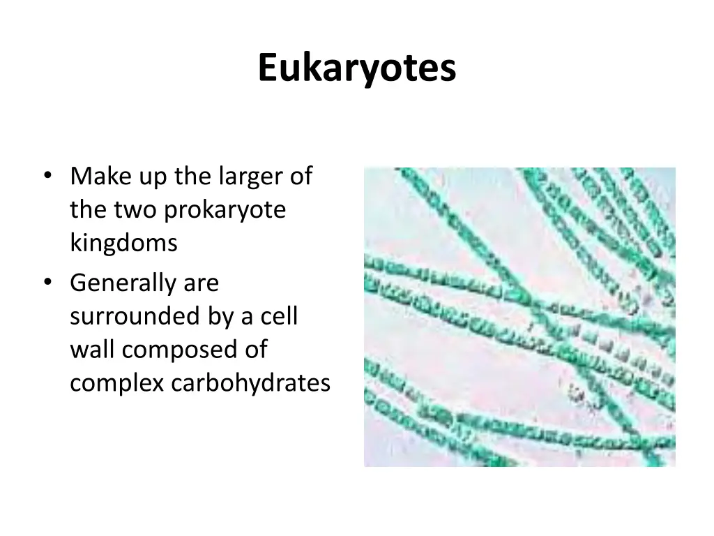 eukaryotes