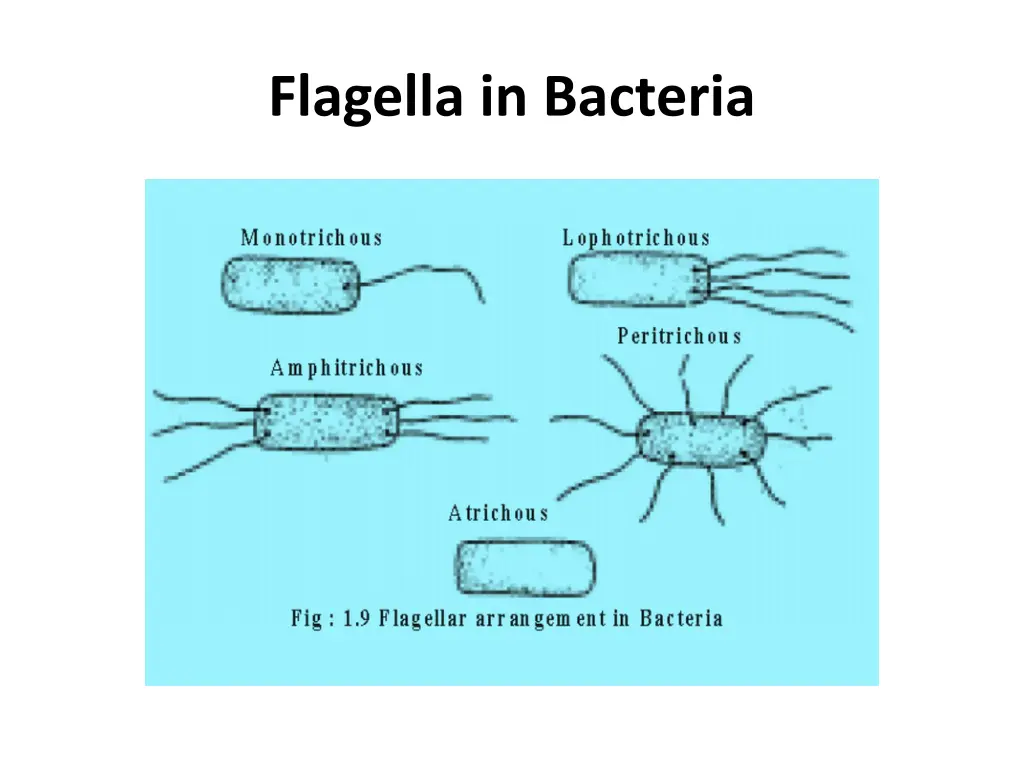 flagella in bacteria