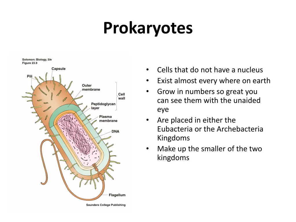 prokaryotes