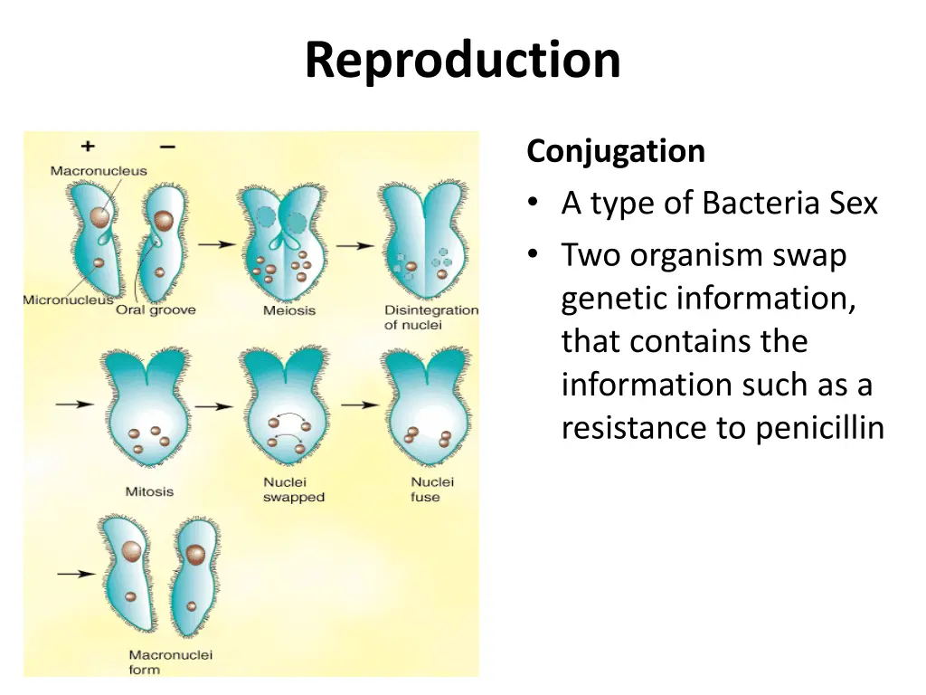 reproduction 1