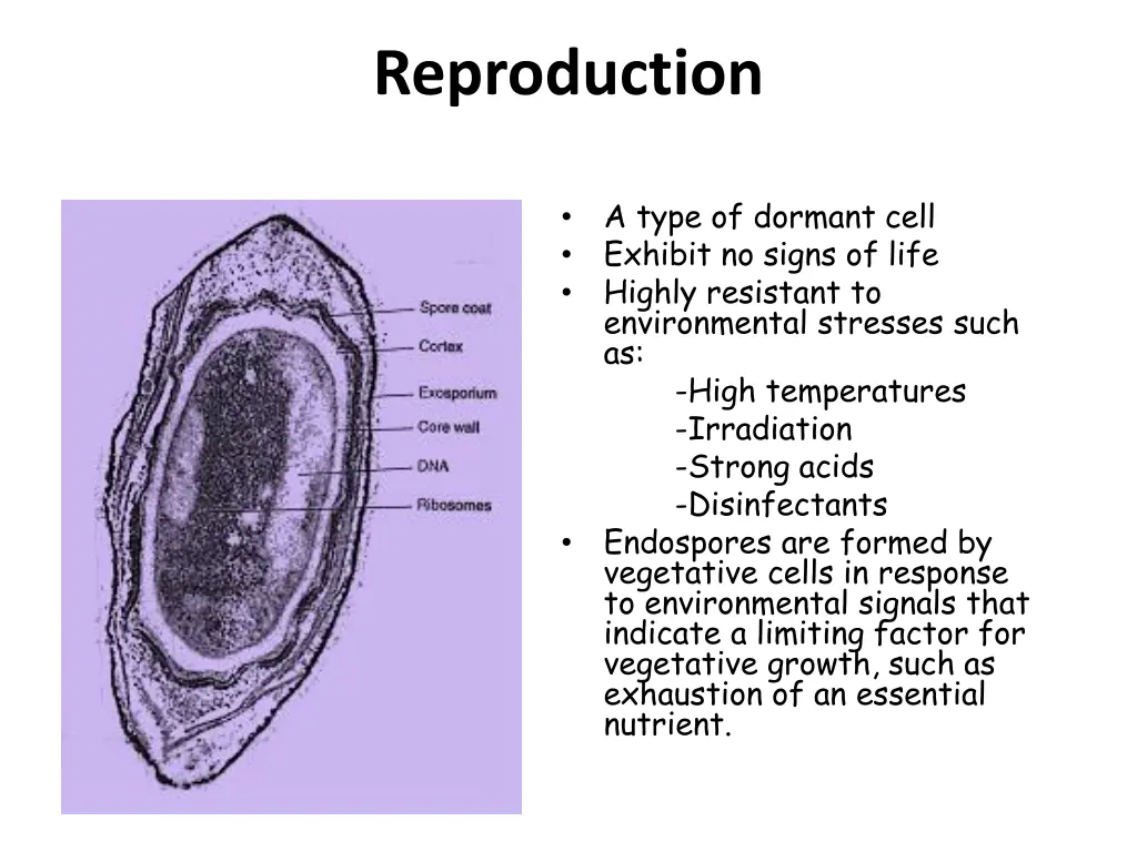 reproduction 2