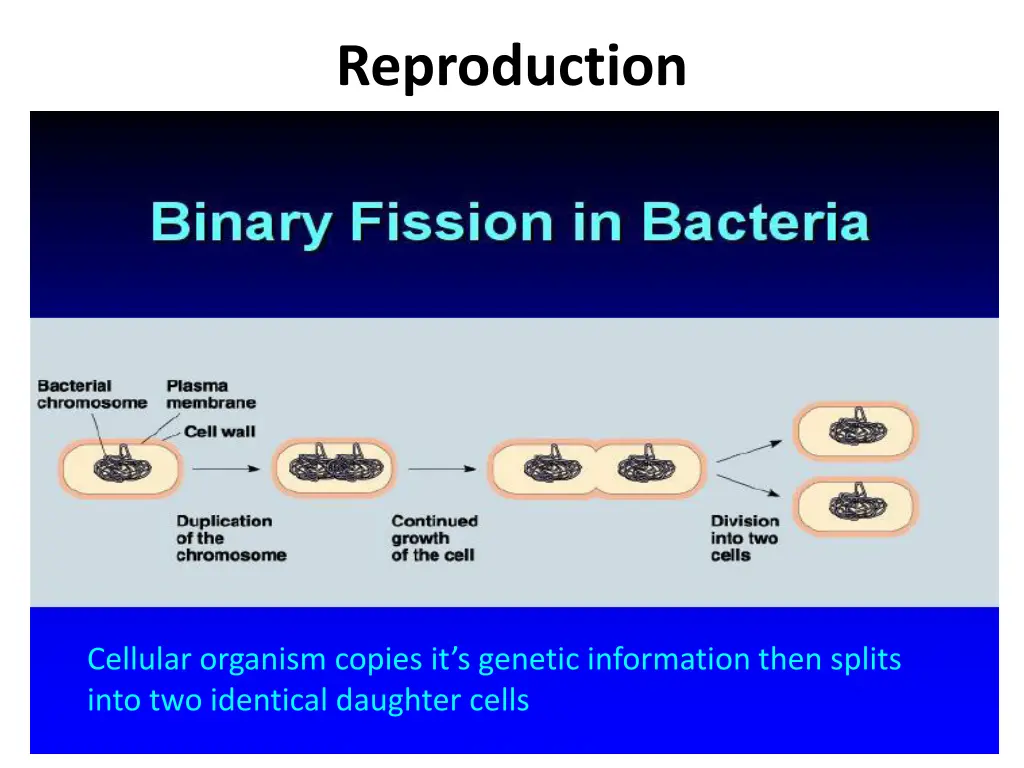 reproduction