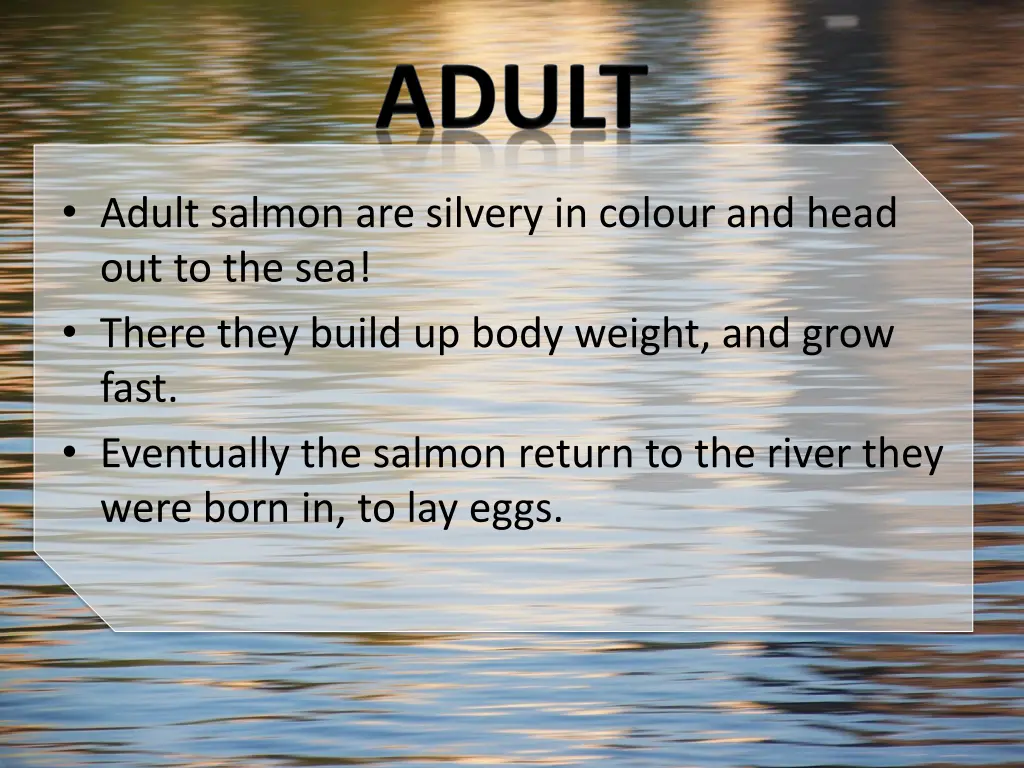 adult salmon are silvery in colour and head