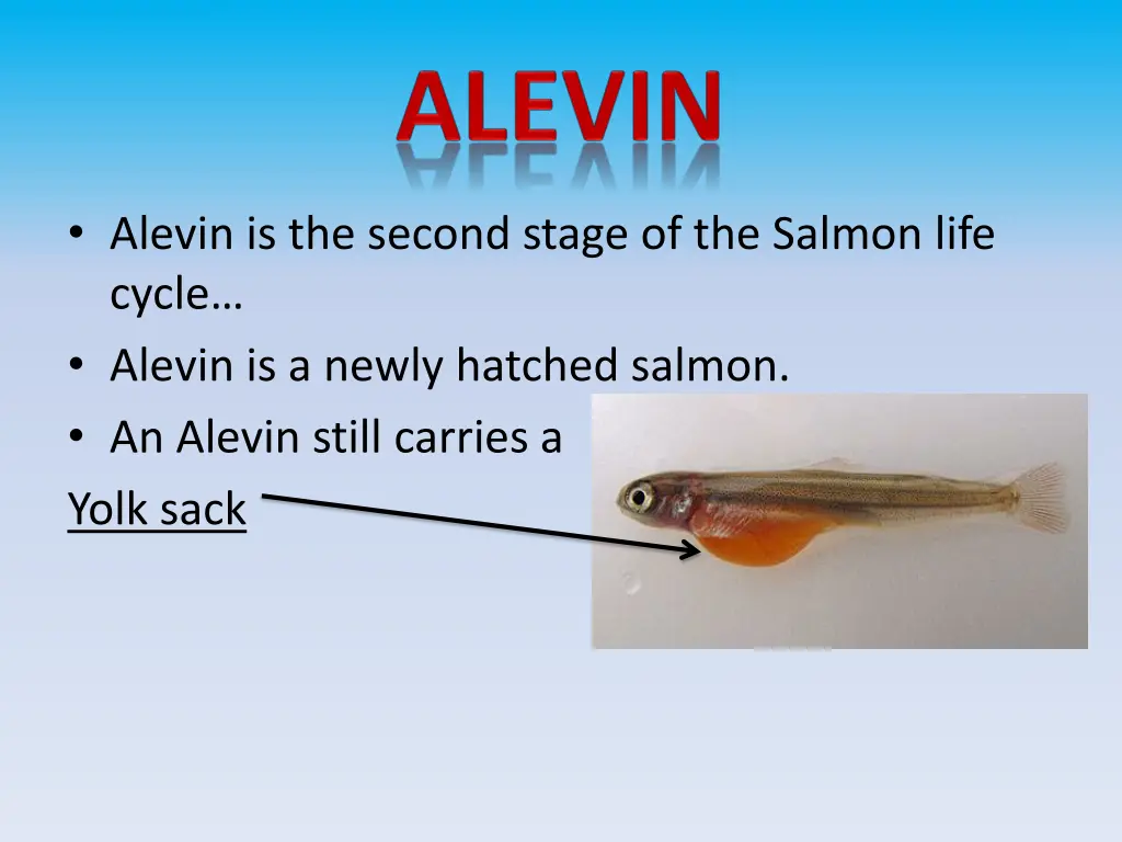 alevin is the second stage of the salmon life