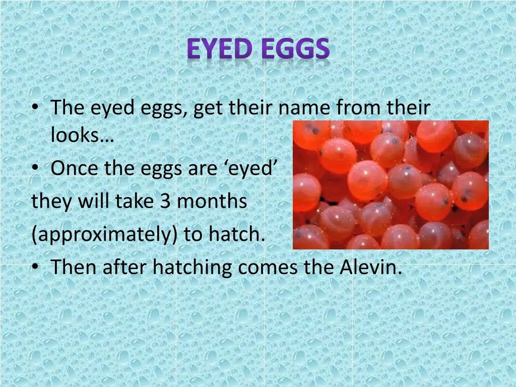 eyed eggs