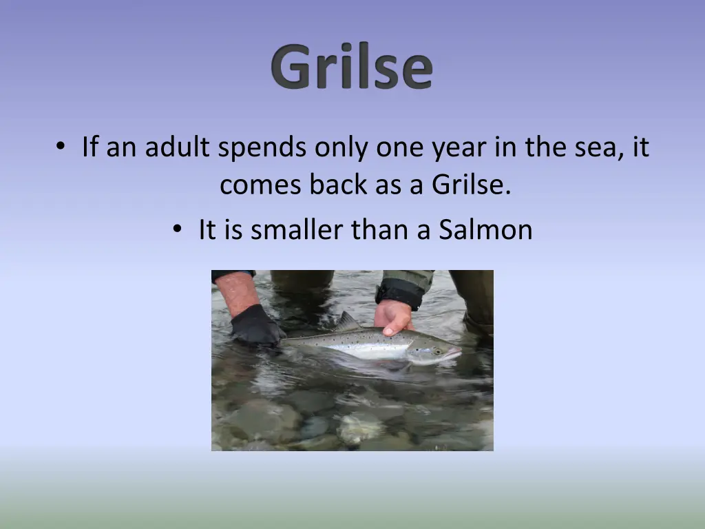 grilse