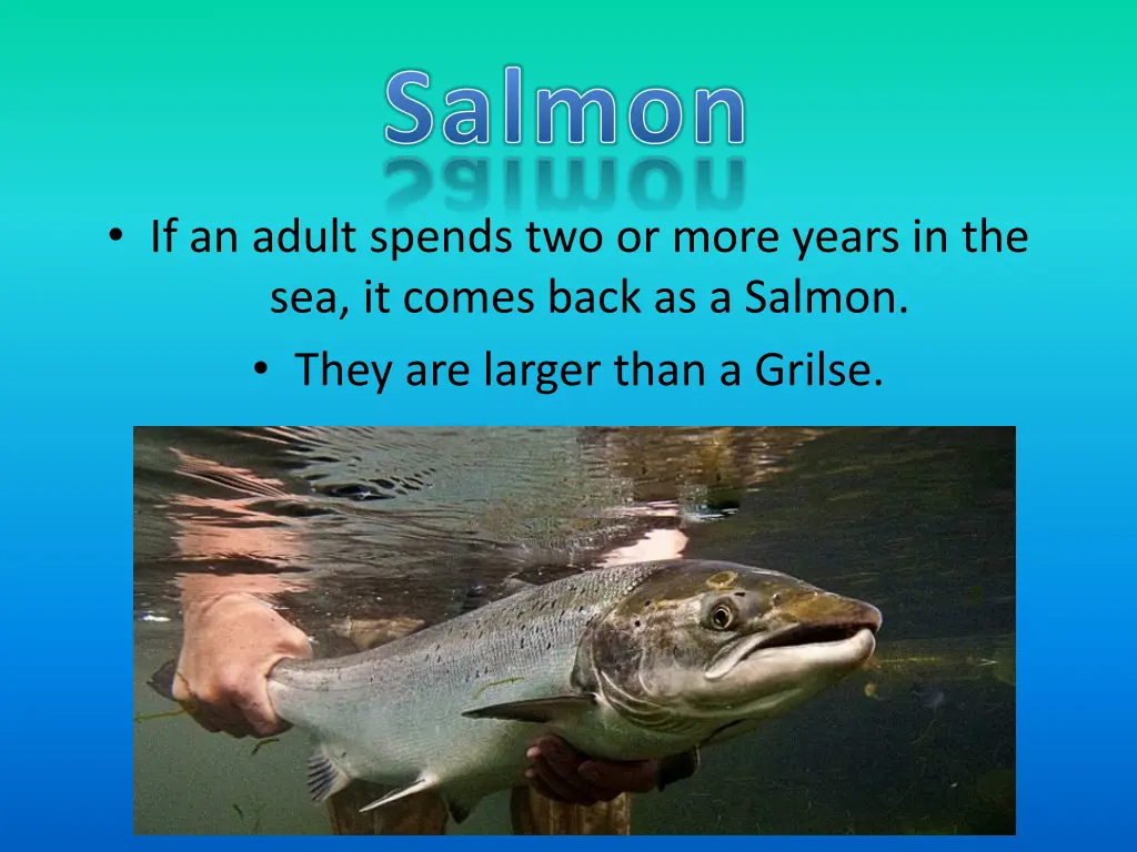 salmon