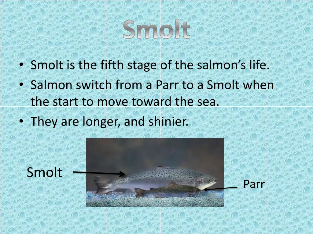 smolt