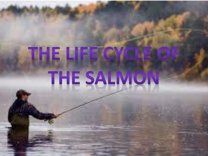 the life cycle of the salmon