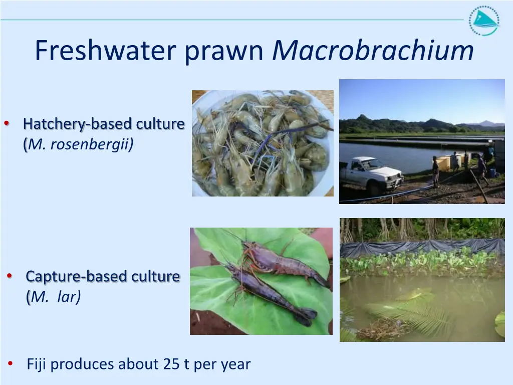 freshwater prawn macrobrachium