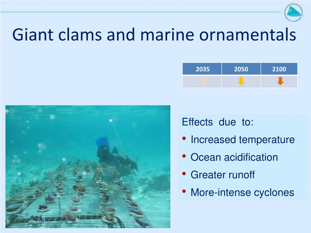 giant clams and marine ornamentals