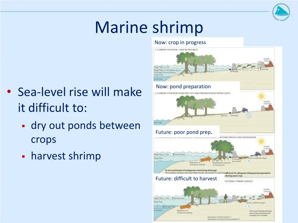 marine shrimp 1