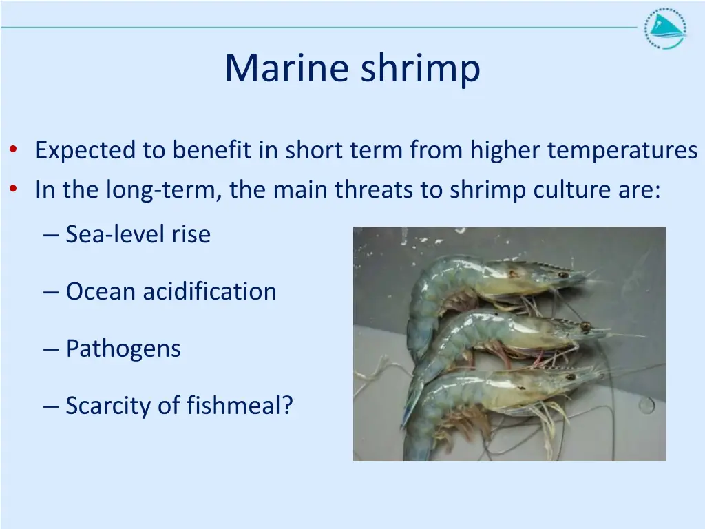 marine shrimp