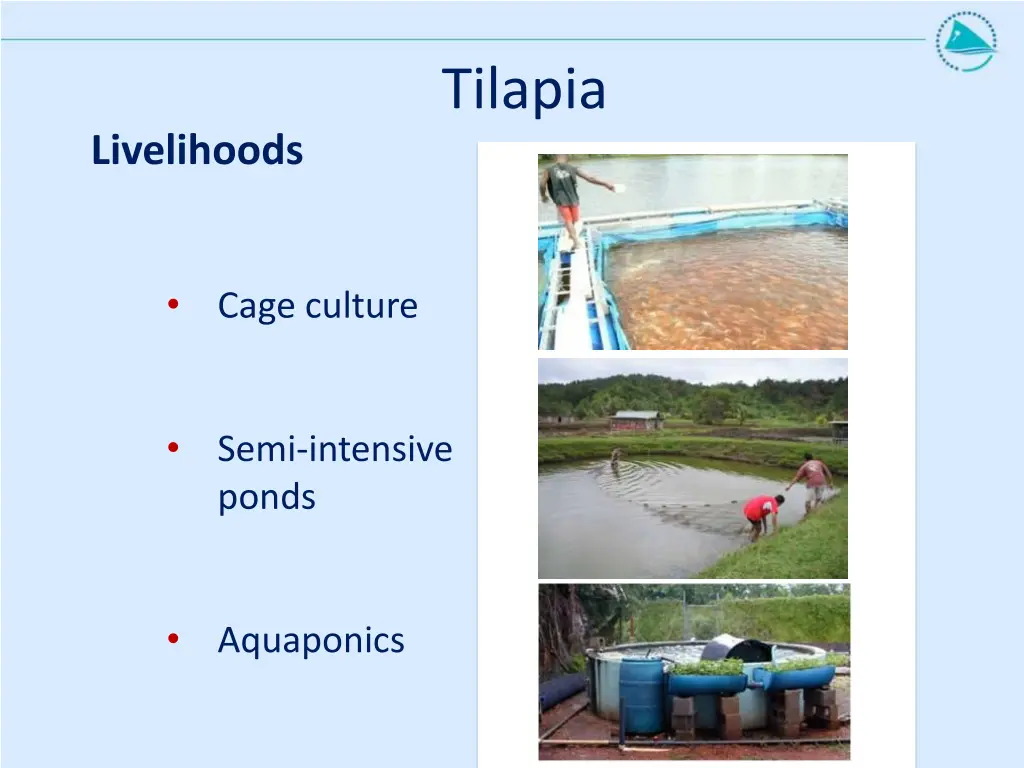 tilapia 1