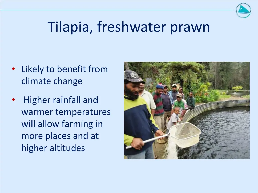 tilapia freshwater prawn