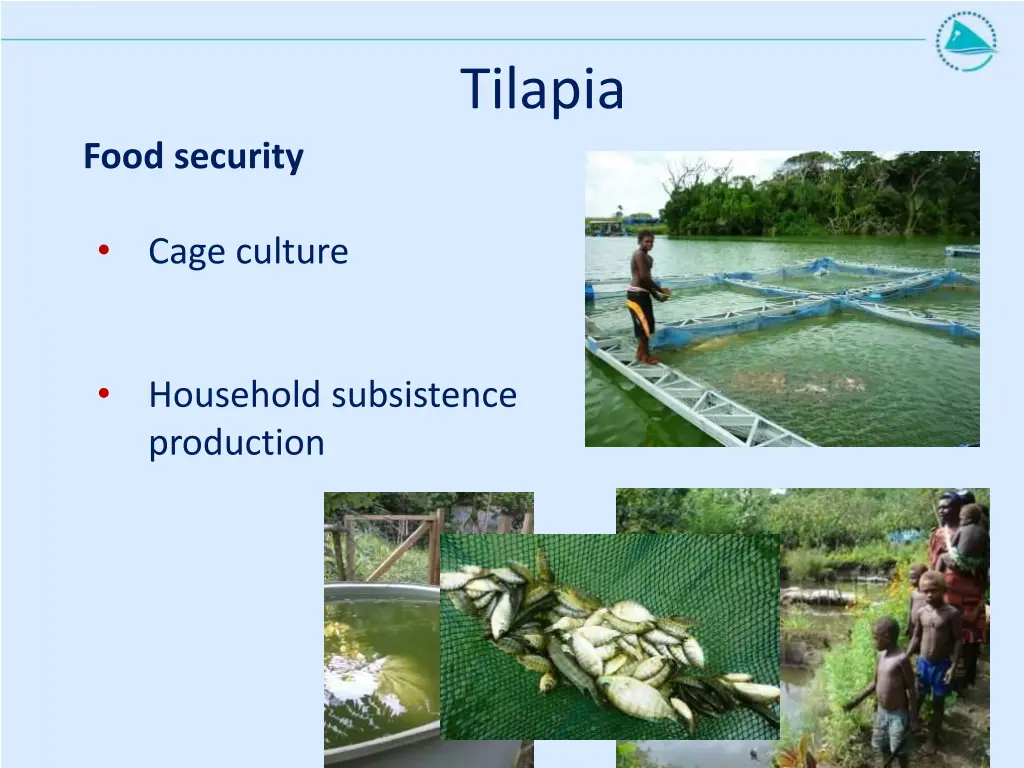 tilapia